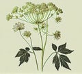 Angelica Botanical Illustration, Archangelica Medicinal Plant, Abstract Generative AI Illustration