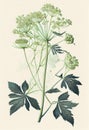 Angelica Botanical Illustration, Archangelica Medicinal Plant, Abstract Generative AI Illustration