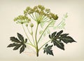 Angelica Botanical Illustration, Archangelica Medicinal Plant, Abstract Generative AI Illustration