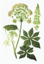 Angelica Botanical Illustration, Archangelica Medicinal Plant, Abstract Generative AI Illustration