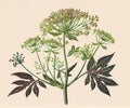 Angelica Botanical Illustration, Archangelica Medicinal Plant, Abstract Generative AI Illustration