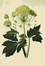 Angelica Botanical Illustration, Archangelica Medicinal Plant, Abstract Generative AI Illustration