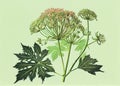 Angelica Botanical Illustration, Archangelica Medicinal Plant, Abstract Generative AI Illustration