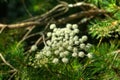 Angelica. Field flower.