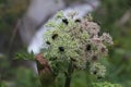 angelica flower head covered with insects