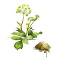 Angelica forest or woodland. Angelica sylvestris. Species of genus Apiaceae. Large bipinnate leaves and compound umbels