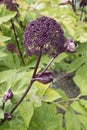 Angelica gigas flower