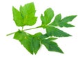 Angelica herb leaf