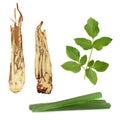 Angelica Herb Products