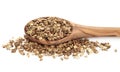 Angelica Herb Seed