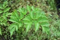 Angelica Keiskei Ashitaba cultivation. Royalty Free Stock Photo