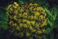 Angelica plant with flies near Seljalandsfoss - close-up