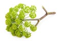 Angelica plant