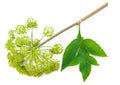 Angelica plant