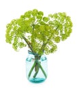 Angelica plant