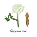 Angelica sinensis, archangelica or quai, or female ginseng. Flower and root. For culinary, alcohol
