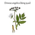 Angelica sinensis, or quai, or female ginseng - medicinal herb