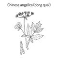 Angelica sinensis, or quai, or female ginseng - medicinal herb