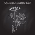 Angelica sinensis, or quai, or female ginseng - medicinal herb