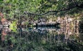 Jungle reflection