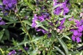 Angelonia angustifolia 'Carita Purple'