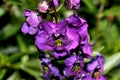 Angelonia angustifolia 'Carita Purple'