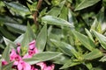 Angelonia angustifolia 'Carita Raspberry'