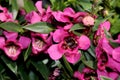 Angelonia angustifolia 'Carita Raspberry'