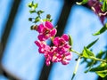 Angelonia, Angelonia angustifolia