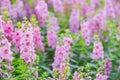 Angelonia flowers with blur background in the garden