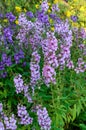 Angelonia goyazensis Benth flower