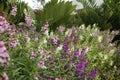 Angelonia Royalty Free Stock Photo