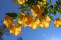 Angels Trumpets Datura, Solanaceae, Brugmansia, the large, fragrant flowers give them their common name of angel`s trumpets. Royalty Free Stock Photo