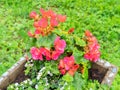 Red begonia after the rain, with raindrops and green leaves