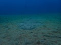 Angelshark over sand in blue ocean