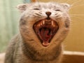 Anger cat