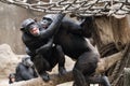 Anger and full-fledged wrangling -chimpanzees at the zoo of b Leipzig Royalty Free Stock Photo