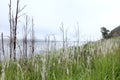 Anggi Giji Lake, Arfak Mountains, Papua Royalty Free Stock Photo