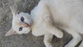 Anggora white cat Royalty Free Stock Photo