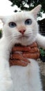 Anggora white cat blue eyes Royalty Free Stock Photo