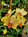 Mini Taiwan Hybrid Yellow Moon Orchid