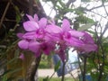 Anggrek flowers