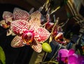 Anggrek or orchid lover