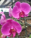 pink orchid flower from Indonesia Royalty Free Stock Photo