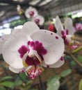 white orchid purple pattern from Indonesian Royalty Free Stock Photo