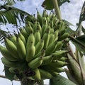 Anging Banana Tree