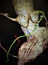 Angiography atherosclerotic changes vessels heart