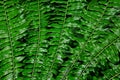 Green leaves of fern, Angiopteris fokiensis