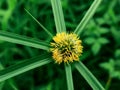 angios sperms wild flower grass