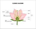 Angiosperm flower morphology Royalty Free Stock Photo